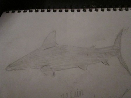 Requin