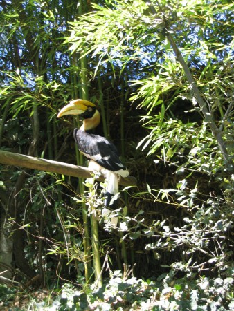 Oiseau