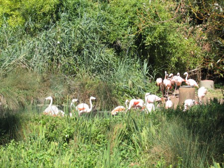 Flamants roses